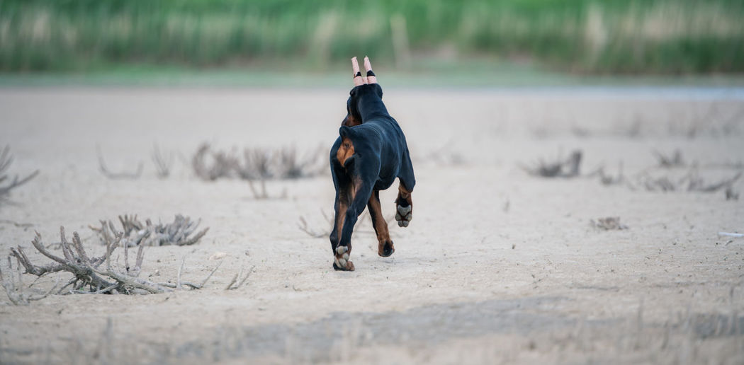  dog running on land