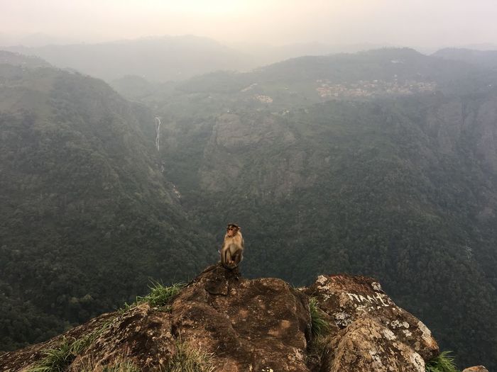 Portrait of monkey of mountain peak