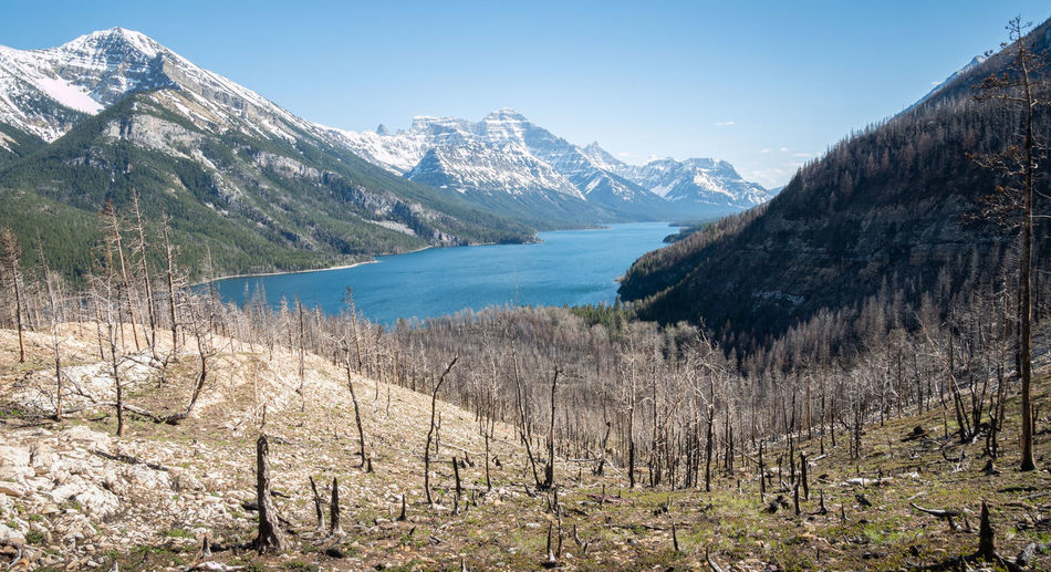 Wildfires affected alpine landscape with burned trees, waterton national park, alberta, canada