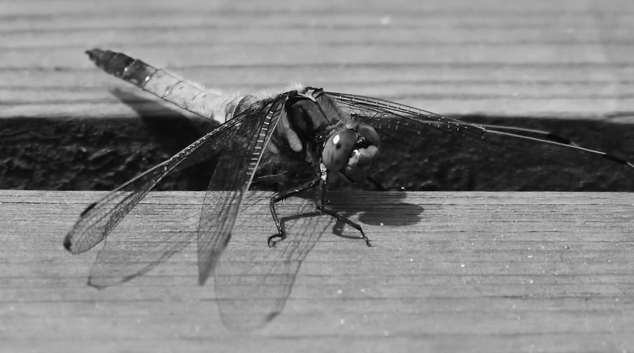Close-up of insect
