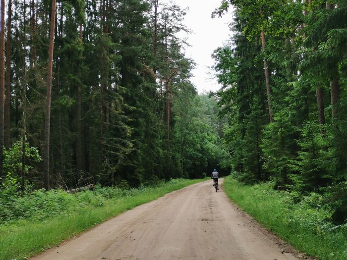 Rear view of person walking on dirt road amidst trees in forest