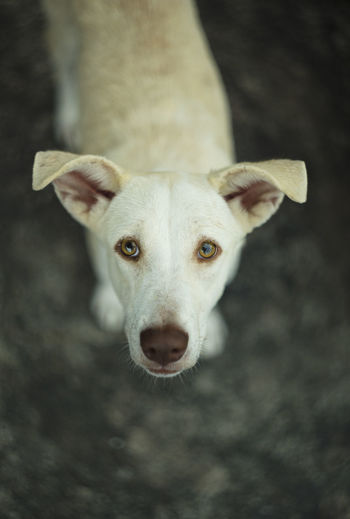 Close-up portrait of terrier