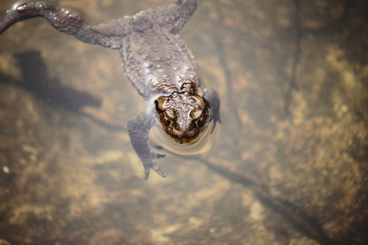 High angle view of turtle in water