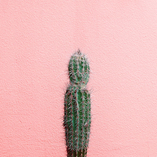 Cactus plant against wall