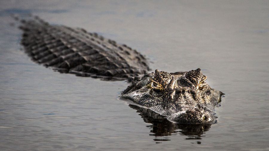 High angle view of crocodile swimming in lake
