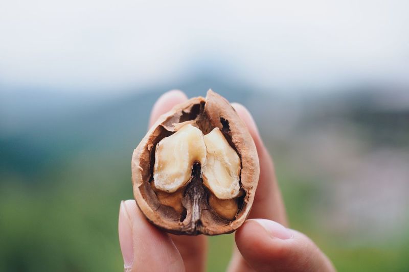 Close-up of hand holding walnut