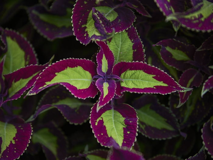 Close-up of plant
