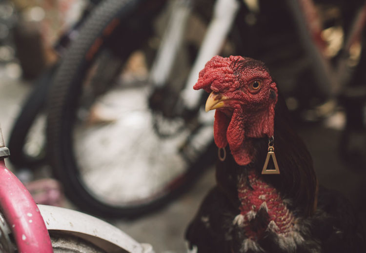 Close-up of rooster by bicycle