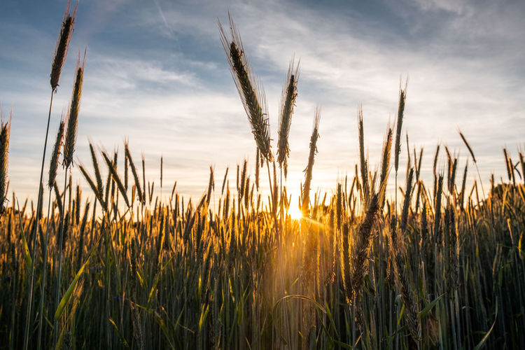 Close-up of stalks in field against cloudy sky