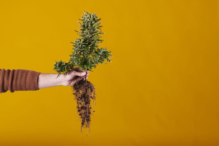 Cropped hand holding plant against yellow background