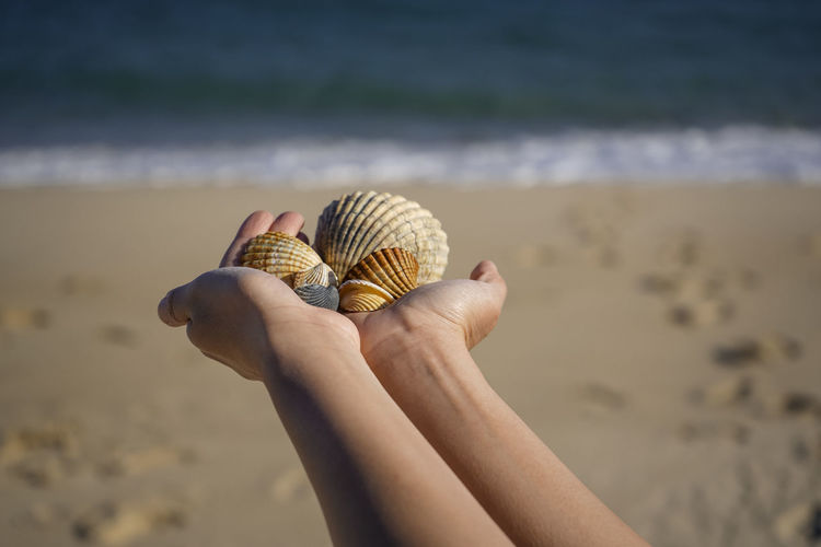 Cropped hand of person holding seashella at beach