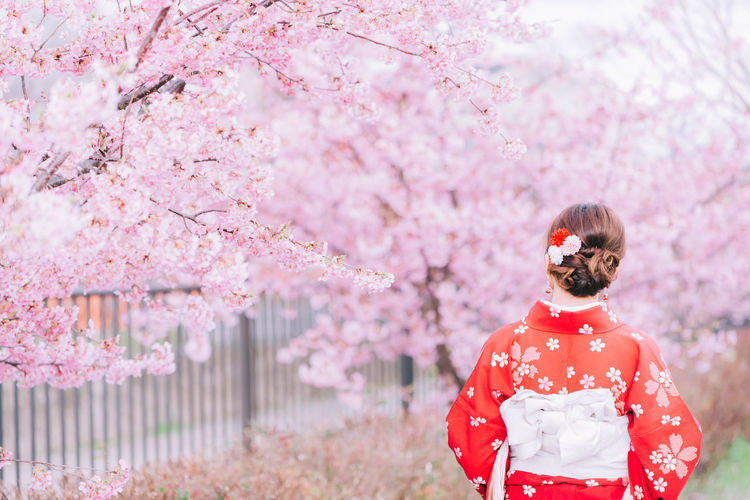 Close-up of pink cherry blossom