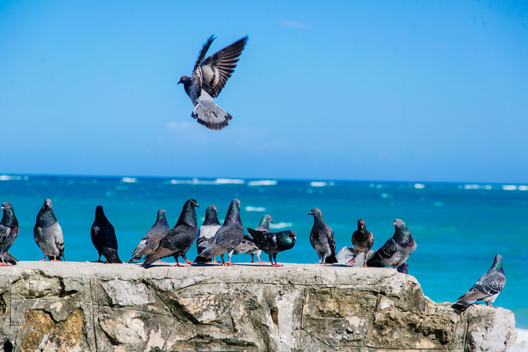 Pigeons on retaining wall against sea