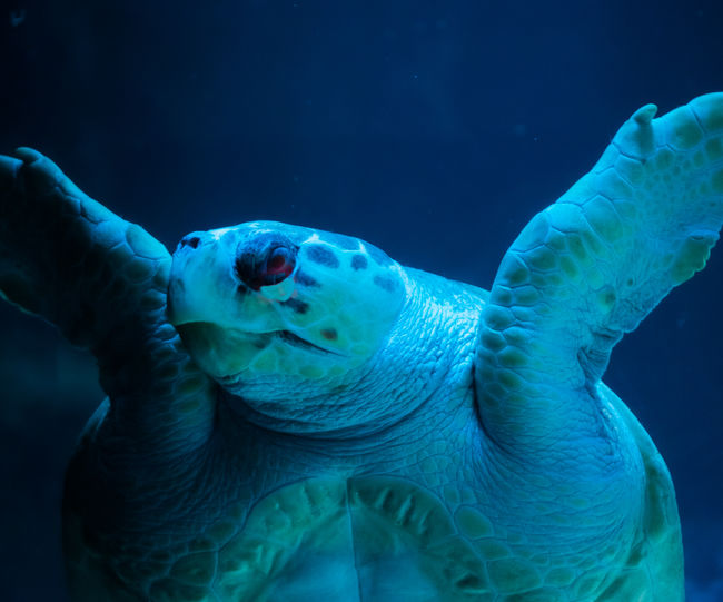 Close-up of a sea turtle at an aquarium