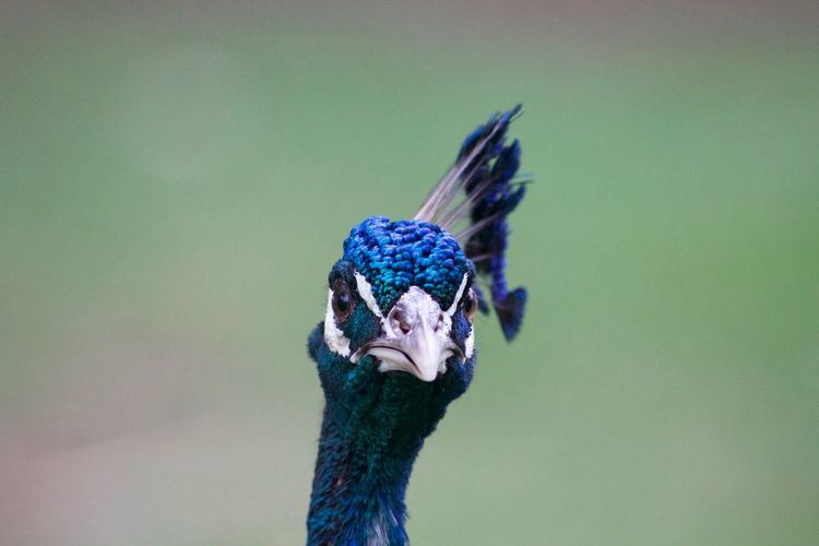 Close-up of peacock against blurred background