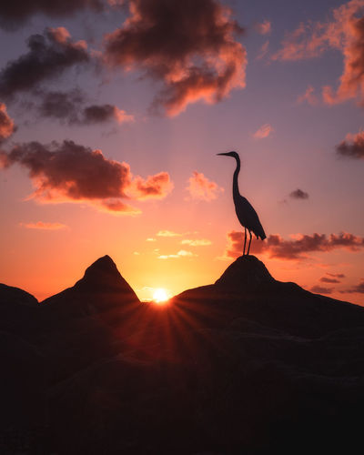 Silhouette bird perching on mountain against sky during sunset