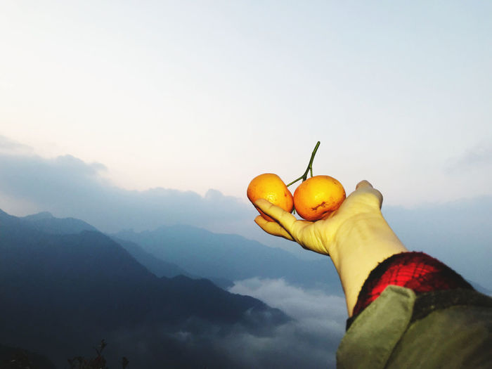 Cropped hand of woman holding fruit