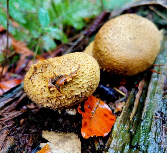 Close-up of mushrooms on tree trunk