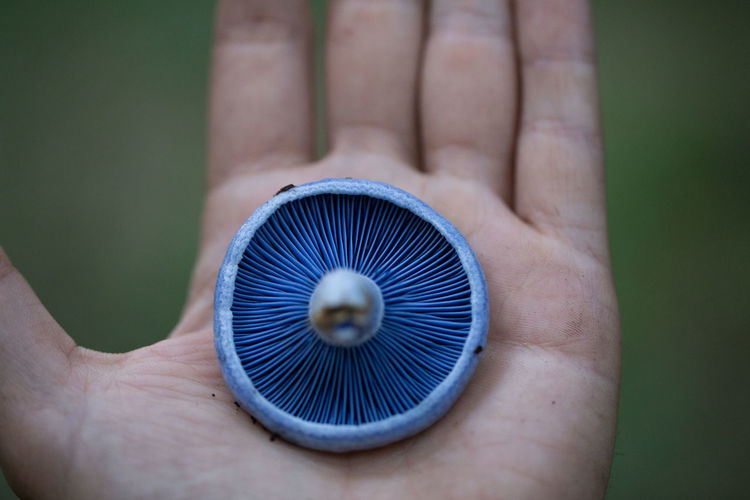 Close-up of mushroom on hand