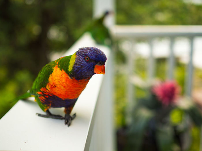 Portrait of rainbow lorikeet perching on railing