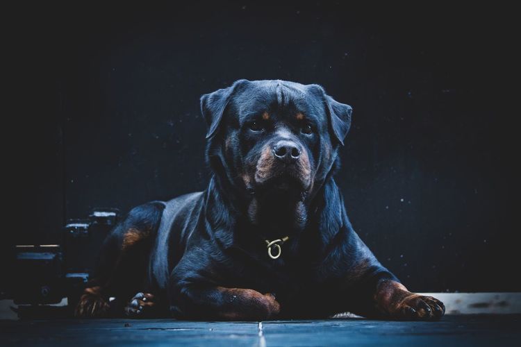 Strong, the rottweilers