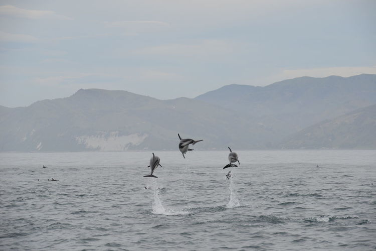 View of birds flying over sea against mountains