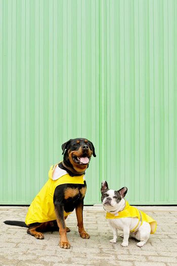 Dogs standing against yellow wall