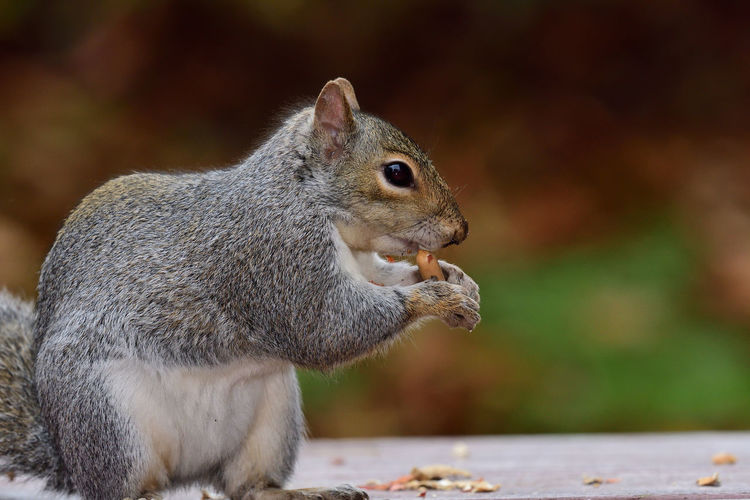 Portrait of a gry squirrel eating a nut on a picnic table