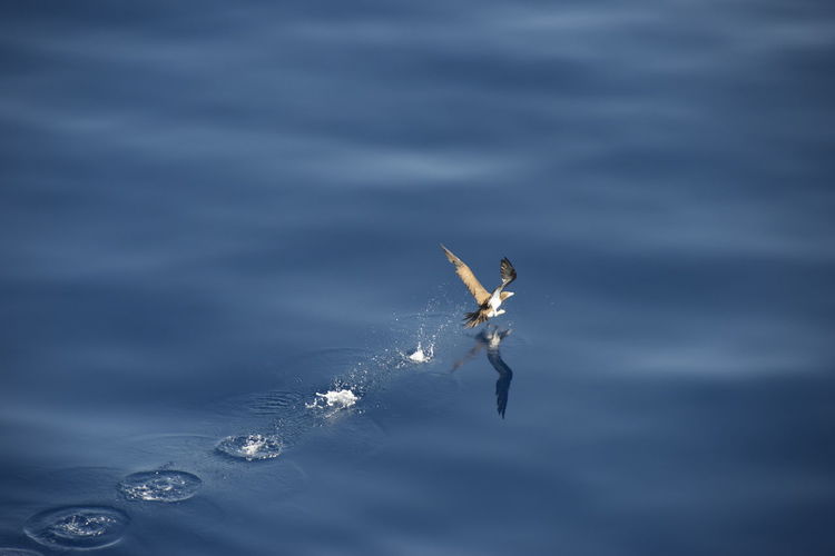 High angle view of a boat in sea
