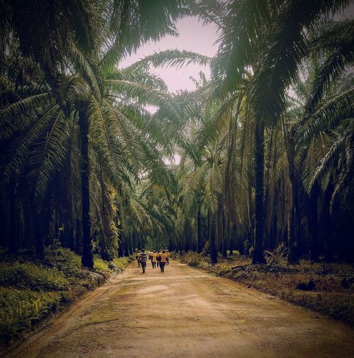 People by palm trees on road against sky