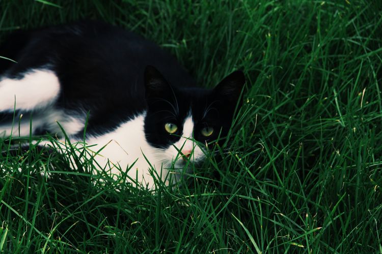 Close-up of black cat on grass