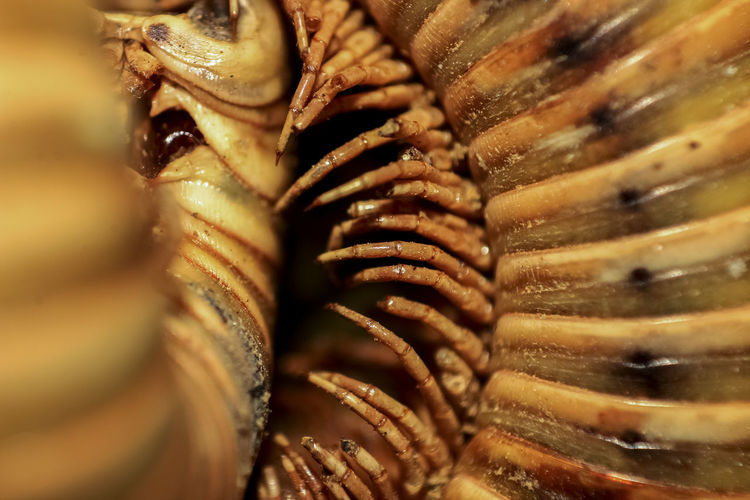 Legs of a indian millipedes