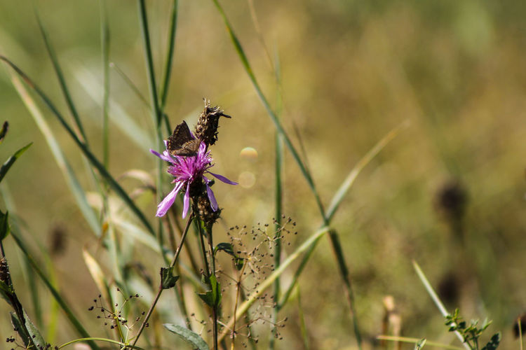 Close-up of butterfly pollinating on purple flower