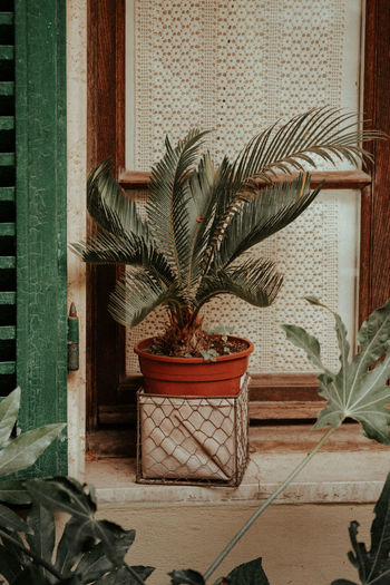 Potted plants on tiled floor against wall