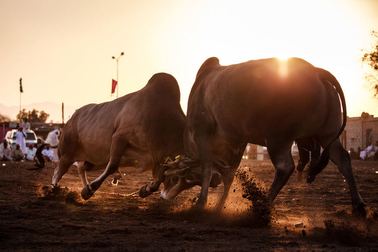 Bull fighting on landscape against sky during sunset
