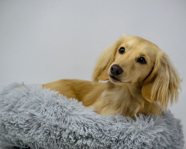 Portrait of dog sitting on floor against white background