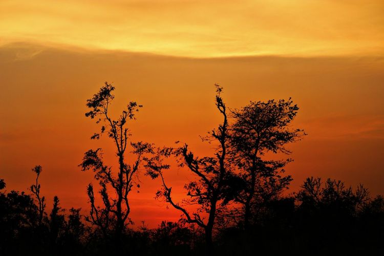 Silhouette of trees at sunset