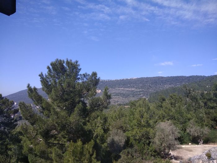 Trees on landscape against blue sky