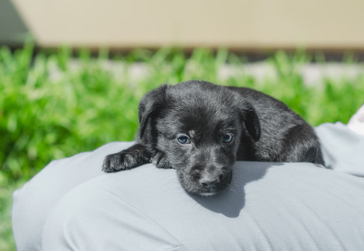 Portrait of cute puppy relaxing outdoors