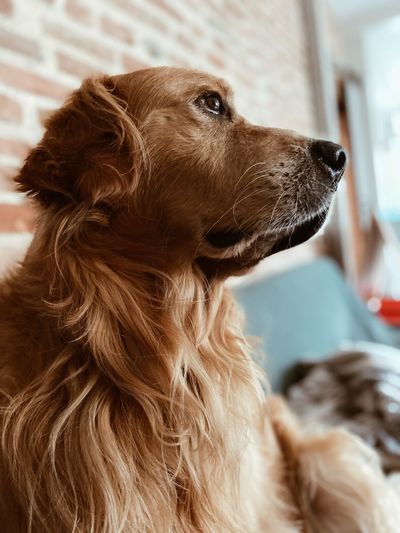 Close-up of a dog looking away