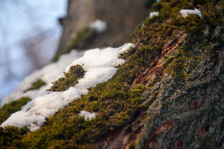 Close-up of snow on rock