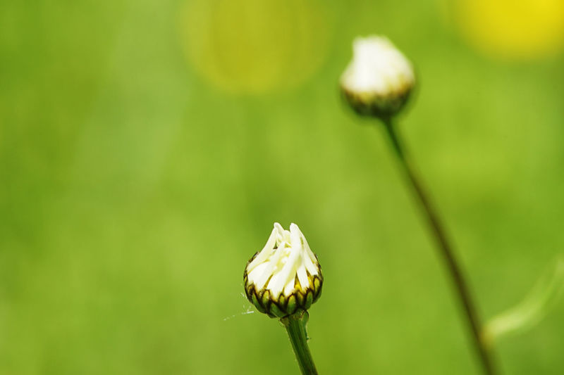 Close-up of buds