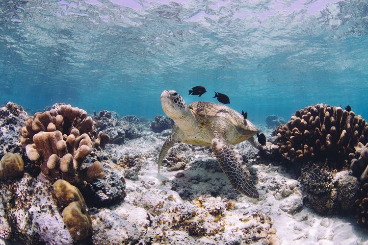Close-up of turtle swimming in sea