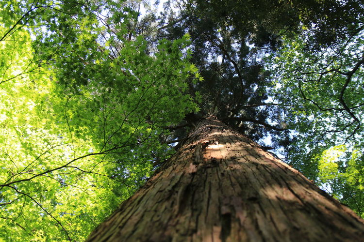 Low angle view of trees in forest