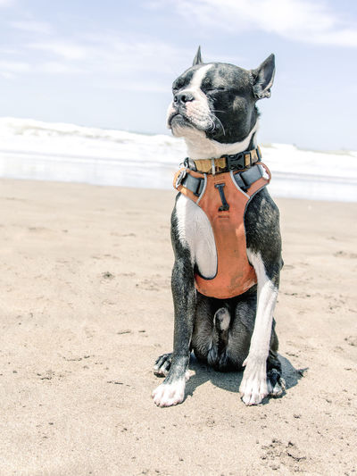 Dog on beach against sky