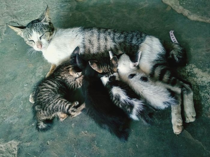 Love and affection of kitten and mother