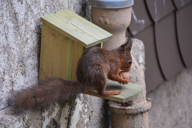Close-up of squirrel eating against wall