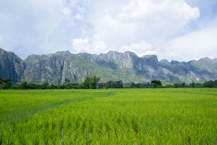 Scenic view of agricultural field against sky