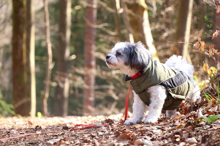 Side view of a small dog in a dog coat in forest