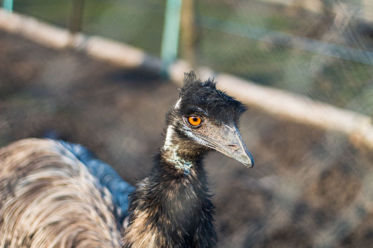 Close-up of a bird
